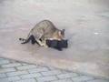 PORNO cats ! ! ! XXX DDD PORNO cats ! ! ! XXX DDD