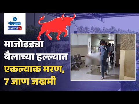 Majorda News - Bull Attack In Majorda : One Dead, Four Injured | Gomantak TV