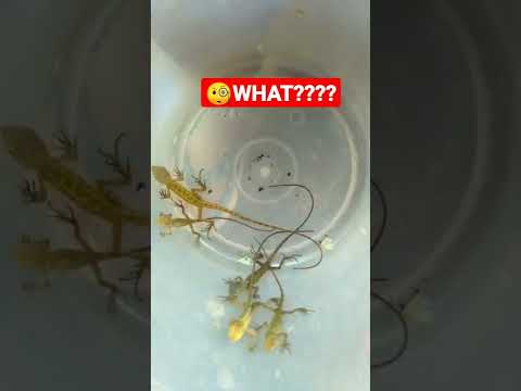 🧐WHAT???? #animals #shorts #subscribe