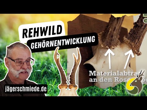 Gehörnentwicklung beim Rehwild - *Sicher durch die Jagdprüfung mit deiner Online-Lernplattform*