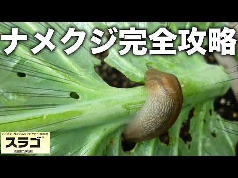 SOS: 菜園へのナメクジの侵入: なぜですか?そしてそれらを自然に撃退するにはどうすればよいでしょうか？  庭園