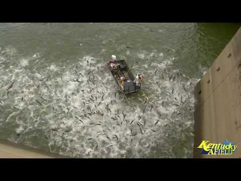 Electrofishing a Huge School of Asian Carp Below Barkley Dam