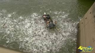 Electrofishing a Huge School of Asian Carp Below Barkley Dam