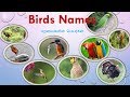 52 Types Of Birds Names In Tamil And English With Pictures