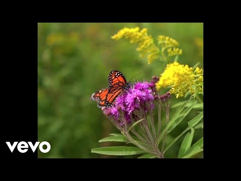 Mark Allan Wolfe - Chasing Butterflies (Official Music Video)