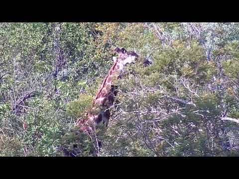Djuma: Giraffe feeding in the distance - 16:00 - 11/09/2022