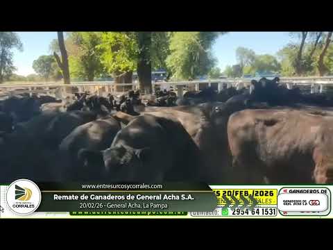 20-02-26 - Remate de Ganaderos de General Acha - La Pampa