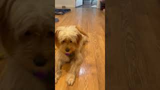 Video preview image #1 Maltese-Unknown Mix Puppy For Sale in Bellevue, WA, USA