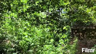 Morning Talks/Nature (cenário de As pedras que falam)