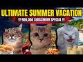 CAT MEMES ULTIMATE SUMMER VACATION 900 000 SUBSCRIBER SPECIAL