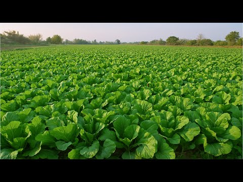 FAST Grow Mustard Greens in 35 Days with Farming Secrets?