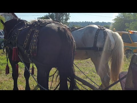 Caii lui Robert Tabarcea de la Dărmănești - Suceava