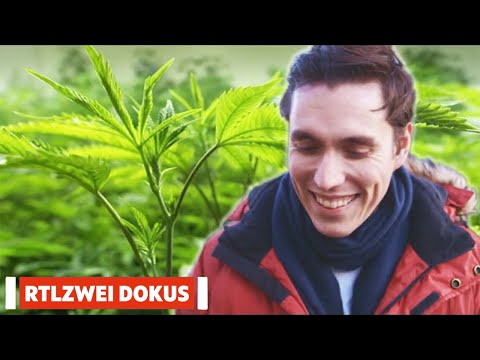 Voll vernebelt in Amsterdam: Cannabis-Selbstversuch im Coffeeshop – Was dich wirklich erwartet