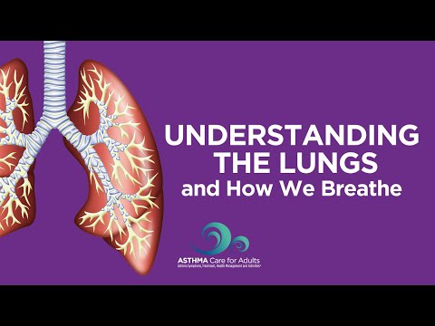 Understanding the Lungs and How We Breathe