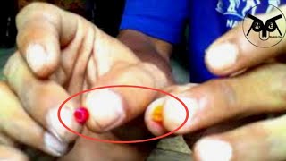 Download lagu Cara Membuat Ring Burung Sendiri Dirumah Secara Otodidak mp3