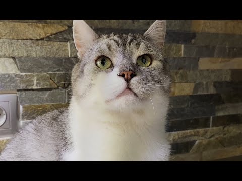 🐱My Big Cat Family. Episode 16💗#catvideos #catvideo
