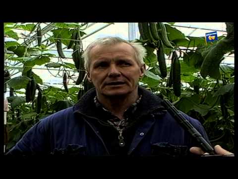 Venray van toen 9 augustus 2014 - Peel en Maas TV Venray