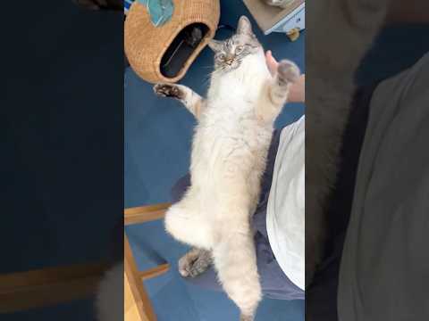 飼い主の膝の上が大好きな猫 のサムネイル