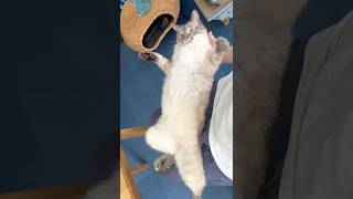 飼い主の膝の上が大好きな猫 / 飼い主大好き のサムネイル