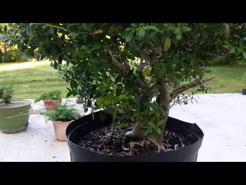 Holly nursery stock bonsai