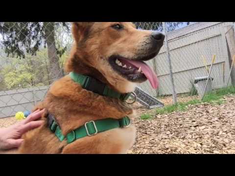 Trevor, an adopted Shepherd & Hound Mix in Briarcliff Manor, NY_image-1