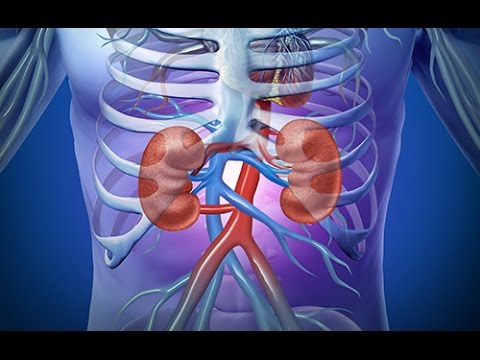 Qu'est-ce que la créatinine Quelles sont les normes