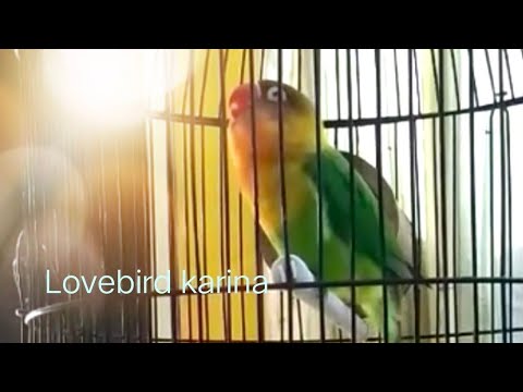 Lovebird Karina(embun,mandi,angin2)
