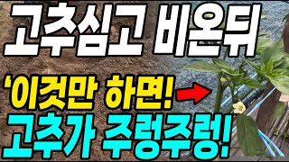 고추심고 비온뒤 이것만 하면 몇배 더 수확! 이때 해줘야 각종 벌레 병걱정 끝!