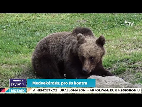 Medvekérdés: pro és kontra – Mozaik