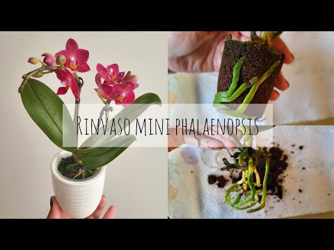 , title : 'Tutorial: rinvaso mini phalaenopsis! #phalaenopsis #orchidea'