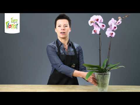 , title : 'Jak pielęgnować storczyki Phalaenopsis w domu?'