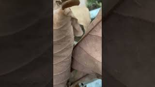 自然眺める