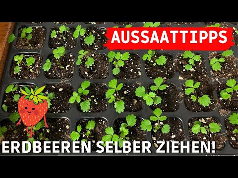 ERDBEEREN selber aus Samen ziehen 🍓🪴