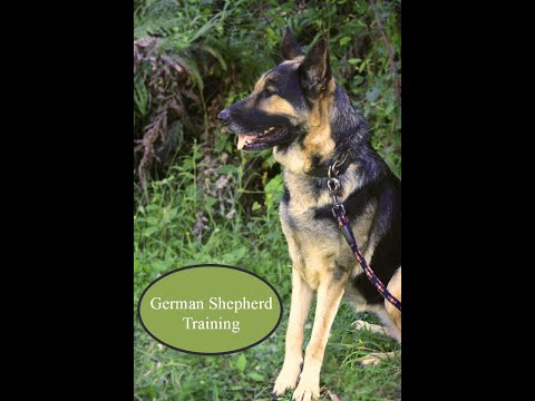 You Won't Believe What This Smart Dog Did! #8bit #dog #trending