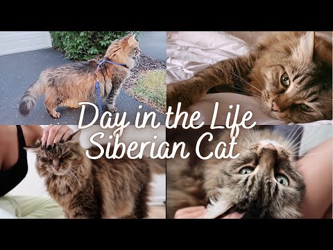 A DAY IN THE LIFE OF A SIBERIAN CAT (PART 1) | Siberian cat personality | Cute cat video