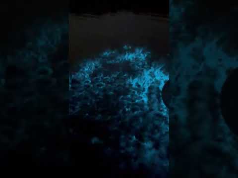 Bioluminescent tours with Cocoa Kayaking in Cocoa Beach and Merritt Island, Florida!