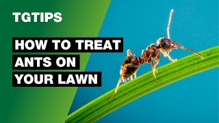 How To Remove Ants From Your Lawn - TG Tips