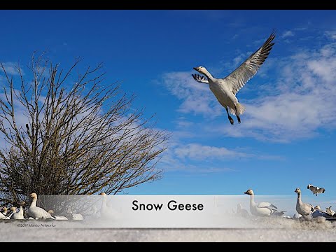*SNOW GEESE " GROUP SOARING " 2021 #0317