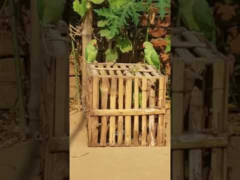 kabhi lage monilisha INDIAN RINGNECK PARROT 🐦🏆🇮🇳 #shorts #anilphysicalvids #trending #feed #parrot