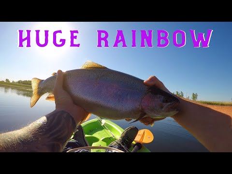 HUGE Rainbow Trout!! / How To Catch Trout Fishing In A Kayak / Small Pond