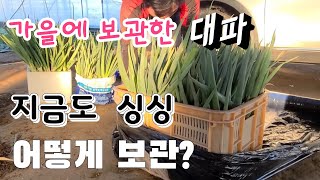 금값된 대파 !!  가을 대파 지금도 싱싱 이렇게 보관 하는게 최고다