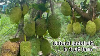Natural jackfruit in fruit farm #usa #tropicalfruit #fruitsworld #fruitcutting #fruit #fruitnation