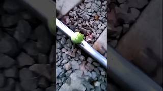 Train VS Eggplant
