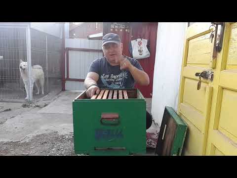 Impachetarea de tip HORN SI CLOPOT a familiilor de albine pentru iarna -#bee #bees #albine #nature