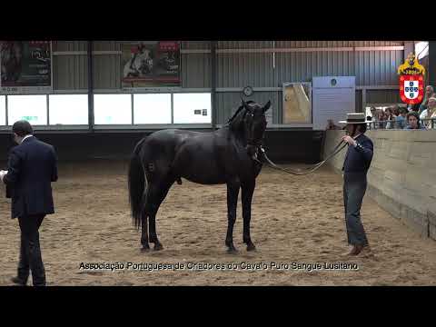 230424 16 Pelé - Aprovação de Garanhões