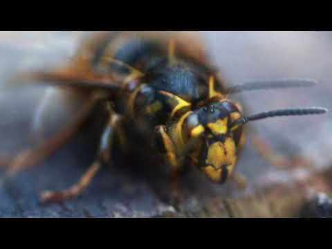 Nahka & Osamu & Heinis & Napo - Surinat Feat. DJ Köntys+712