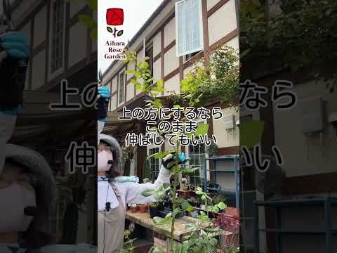 バラの茂みの根元にニンニクを置く理由 バラの茂みからアブラムシを自然に取り除く方法