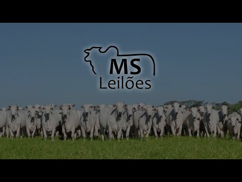 MS Leilões - 17/12 - MUNHOZ DE MELLO-PR