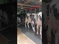 Cow Farm House Cow House Shortvideo Shorts