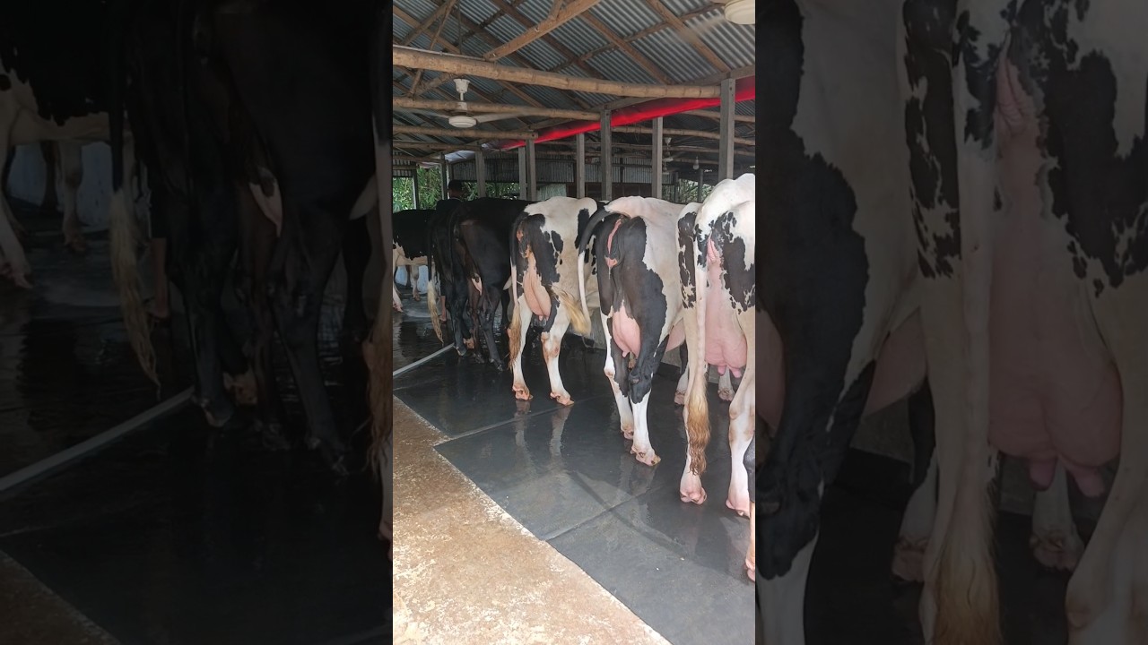 cow farm house #cow #house #shortvideo #shorts